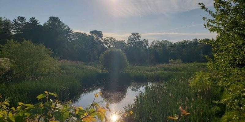 Constructed Stormwater Wetland Constructed Stormwater Wetland
