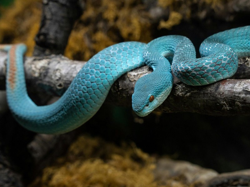 Indonesian pit viper