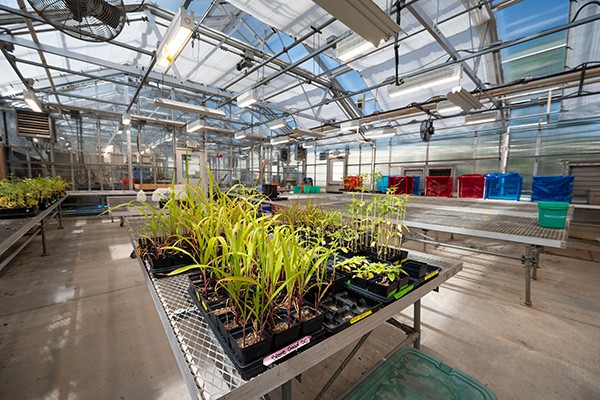 An interior view of the Villanova greenhouse (Zone one)