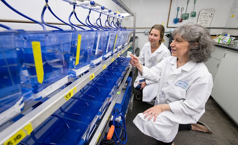 Angela DiBenedetto and a student work in the lab.
