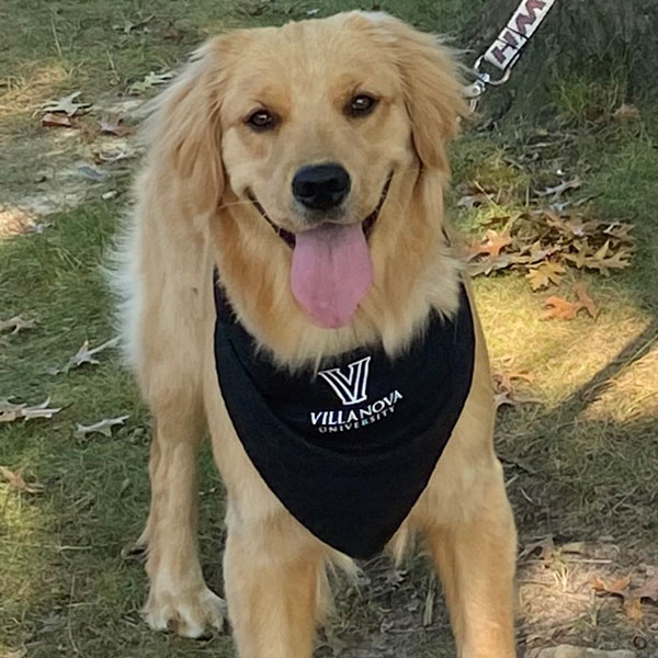 a smiling golden retriever on a walk outside wearing its blue Villanova bandana