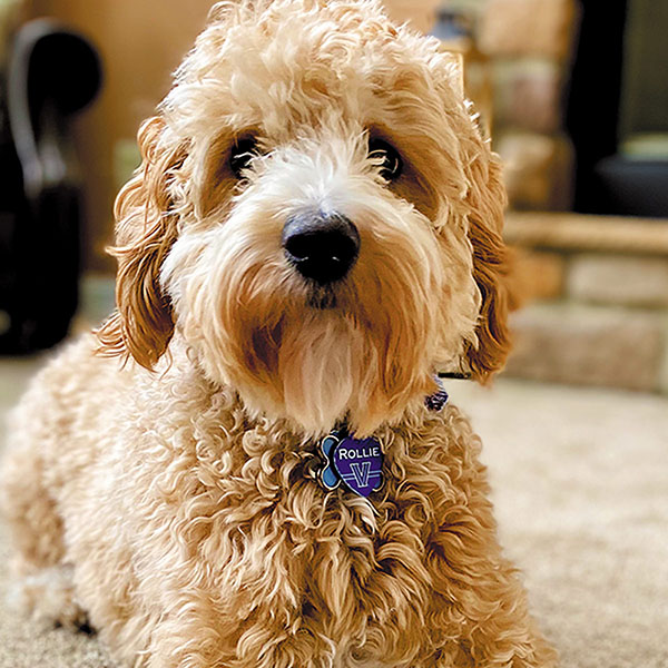 large dog sitting on a carpeted floor in front of a fireplace with a Villanova ball 
