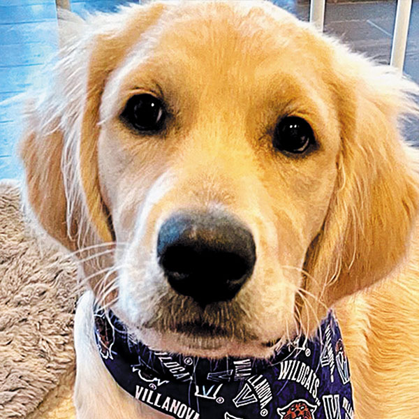 close-up of a gold dog's head with a Villanova Wildcat bandana around its neck